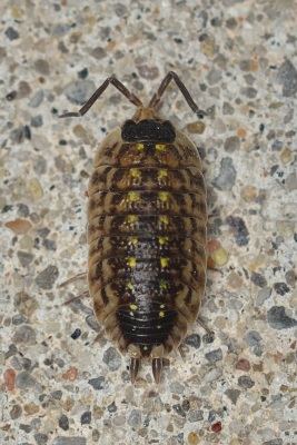Уничтожение мокриц в Солнечногорске